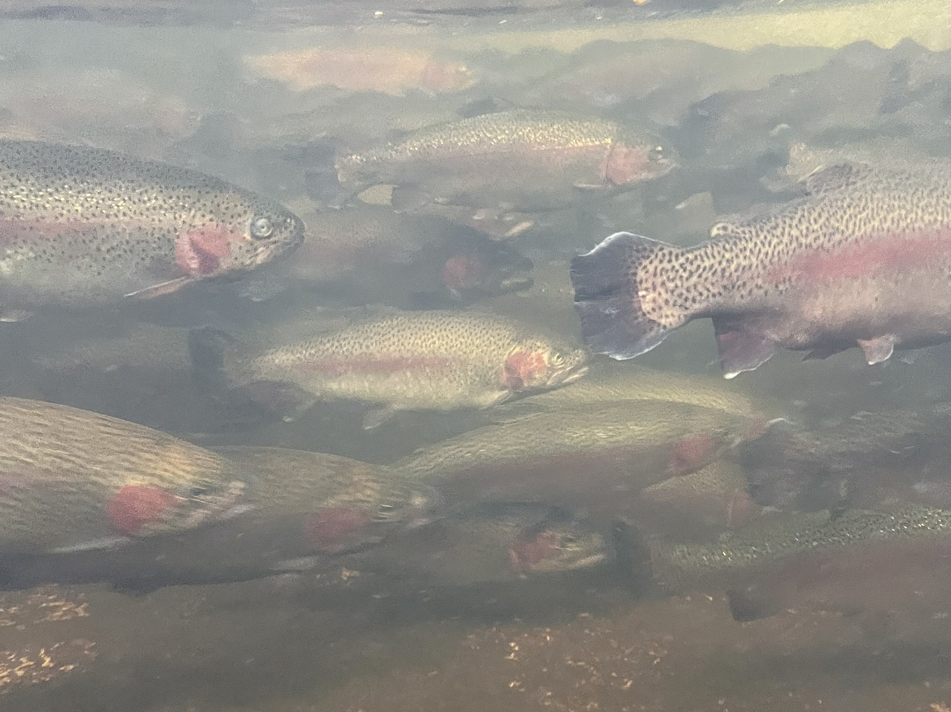 Rainbow Trout